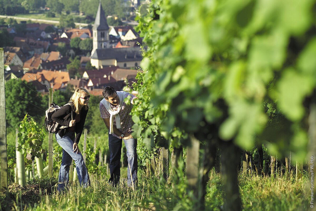 In den Weinbergen bei Randersacker (Fränkisches Weinland)