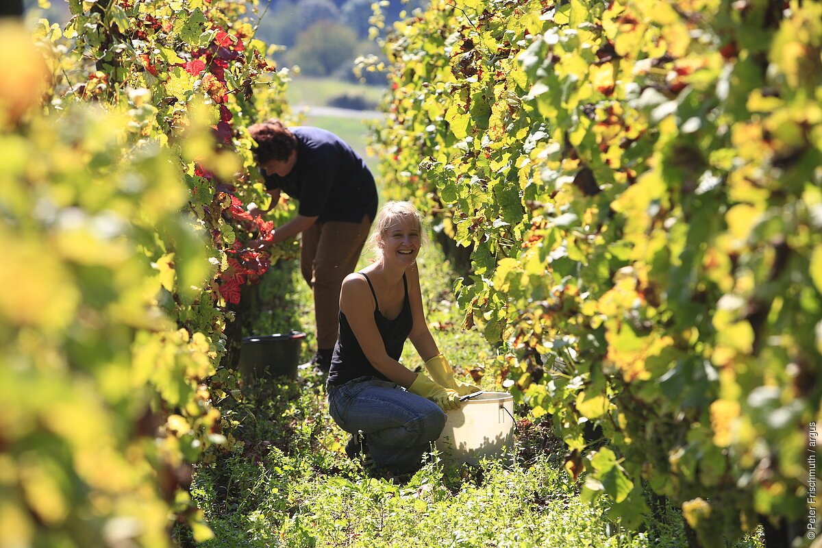 Weinlese in Lindelbach Wertheim, Liebliches Taubertal)