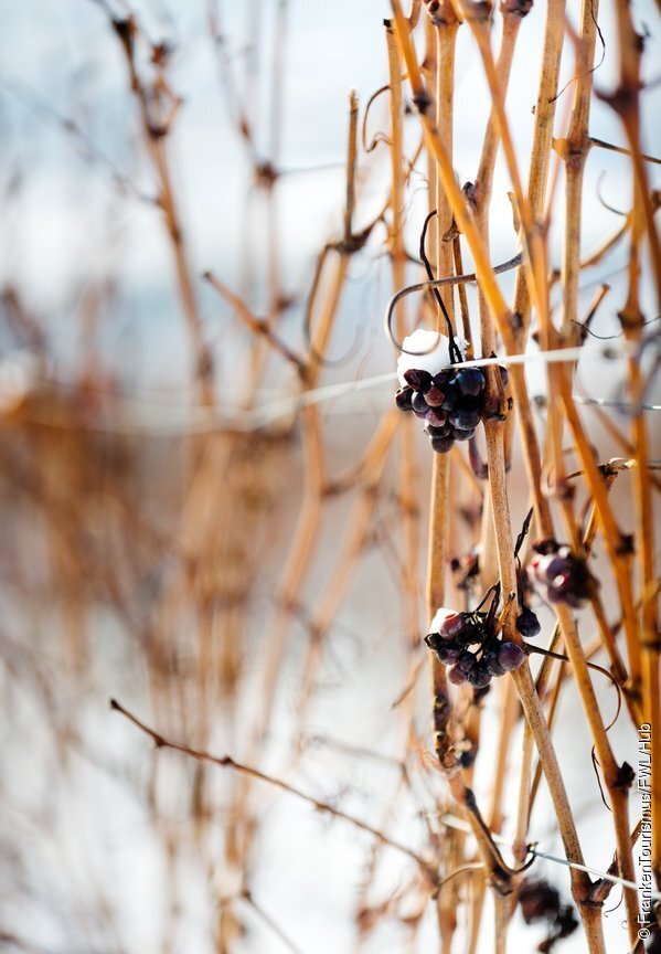 Weinberg im Winter