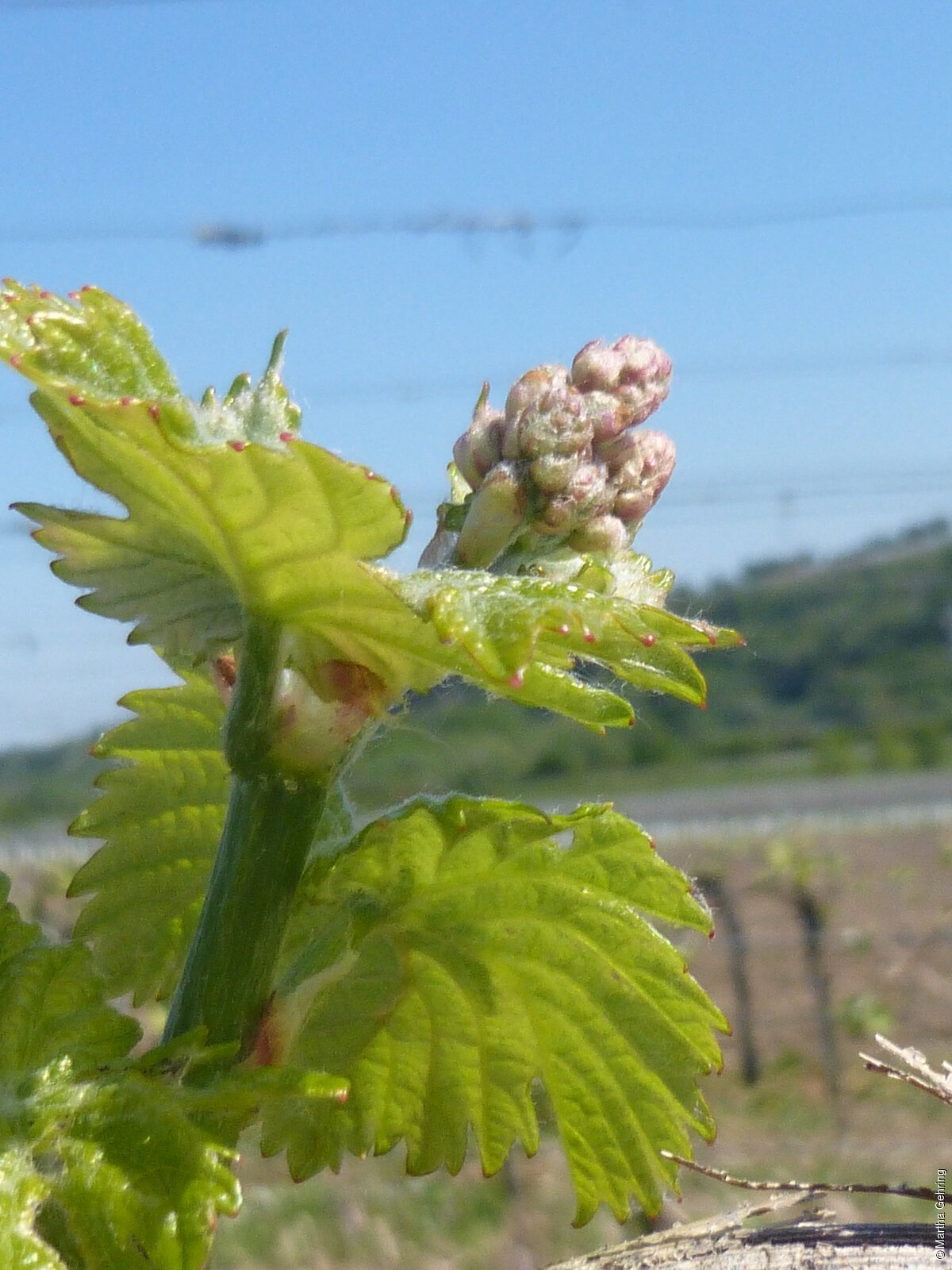 Knospen im Weinberg