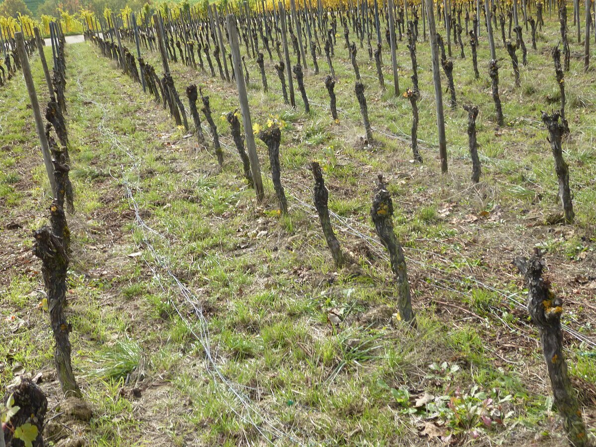 Gerodeter Weinberg in Franken