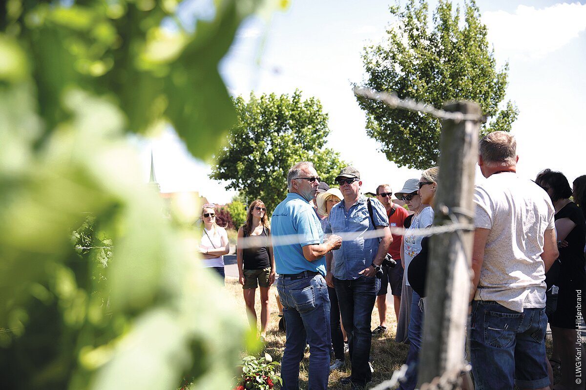 Weinbummel (Sommerach, Fränkisches Weinland)